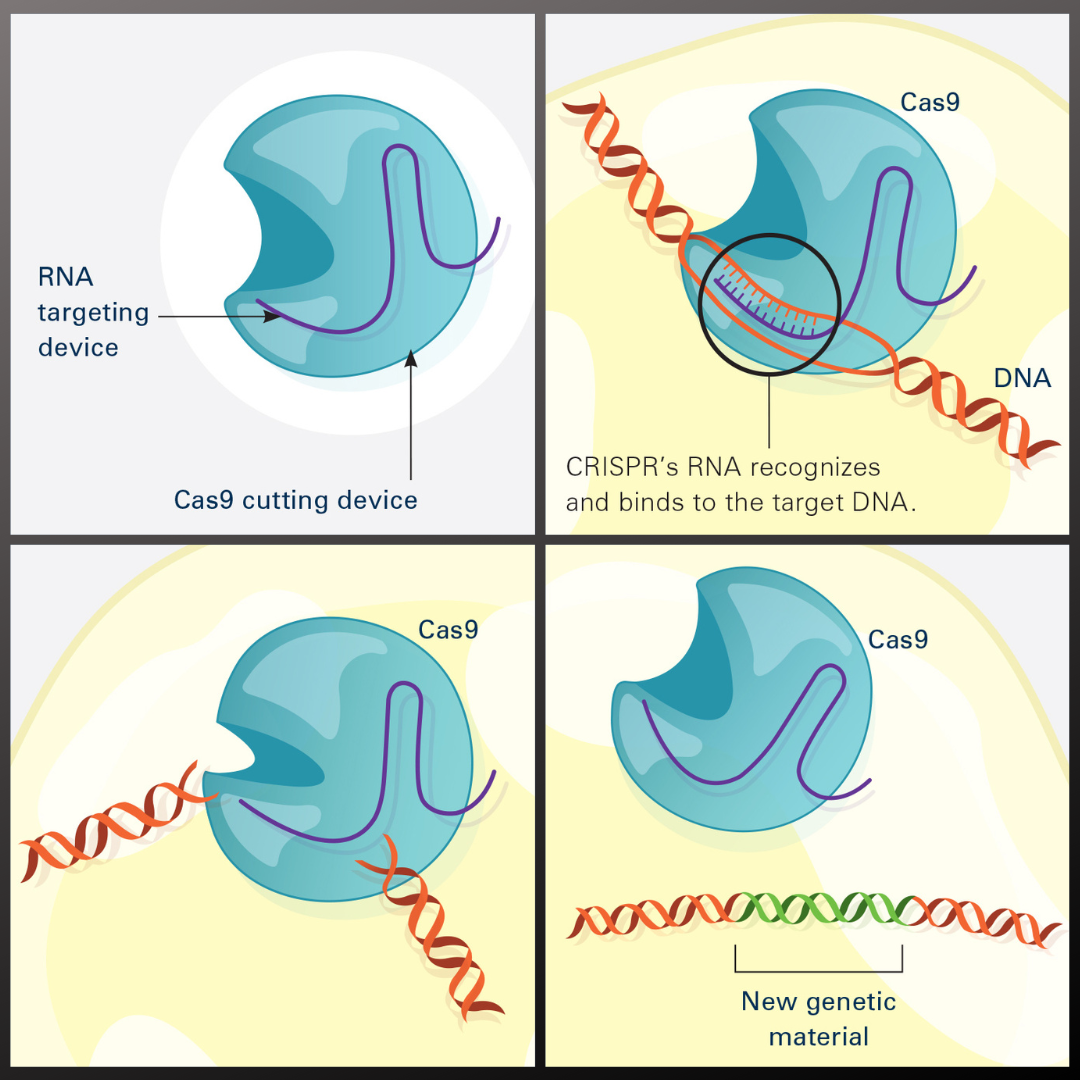 The CRISPR-Cas9 system: an RNA targeting device guides the Cas9 enzyme to a specific DNA sequence, where it cuts the double strand, allowing new genetic material to be inserted.