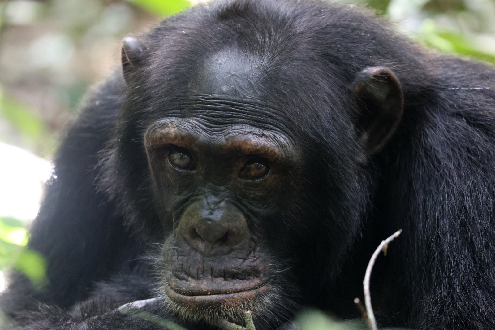 Scientists document the first clear 'civil war' in wild chimpanzees after a 200-member community split in two